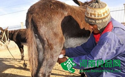 驢奶成乳業市場新貴 驢奶有沒有“錢”景？