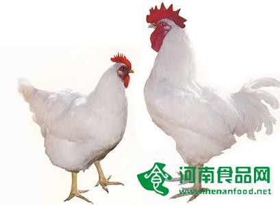 益生股份細解白羽肉雞40多天出欄原因