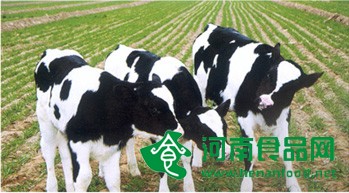 有望早日吃上國產“雪花牛肉” 首批轉基因克隆牛成功繁育后代