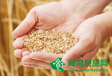 專家：糧食儲備遭成本“地板”和價格“天花板”擠壓