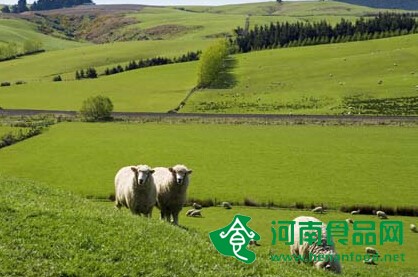 乳品業新貴突襲攪局 藍河燒錢全球化為哪般
