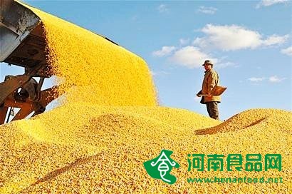 庫存超2億噸 玉米收儲機制將迎大改